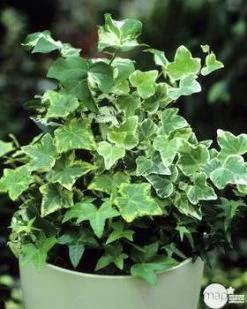 LECHUZA Support Balconnière : Blancs X2