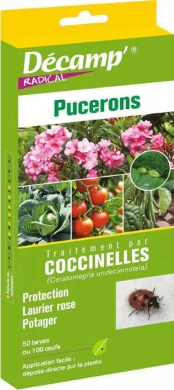 Coccinelles Ceratomegila Undecimnotata